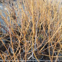 Корнус, Декоративен дрян, Cornus sericea 'Flaviramea', снимка 9 - Градински цветя и растения - 43950512