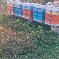 Пчелни семейства с или без кошерите, снимка 3 - Други животни - 44933368