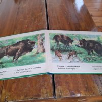 Книга Животни в равнини,гори и планини, снимка 2 - Детски книжки - 36792858