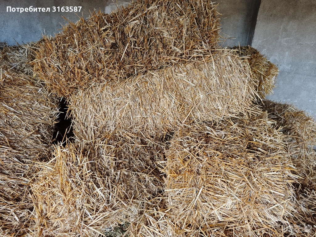 Бали пшенична слама , снимка 1