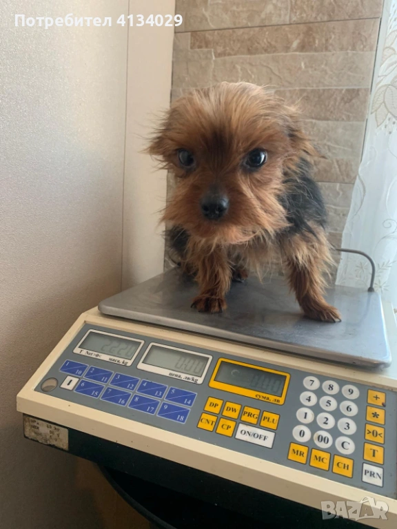 Две мини Йорки мъжки на 1 година и един стандартен мъжки, снимка 1