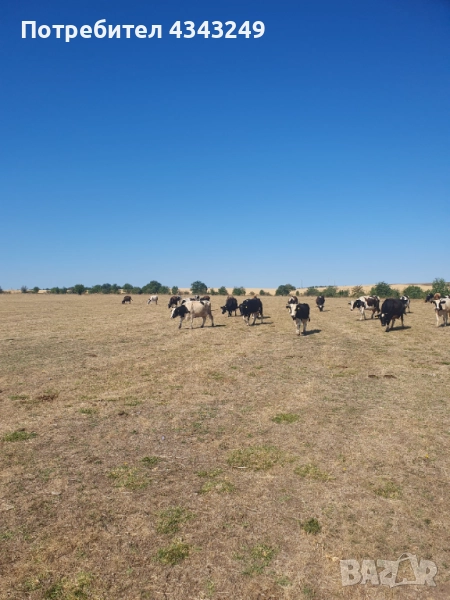 Продава 20 броя крави по избор, снимка 1
