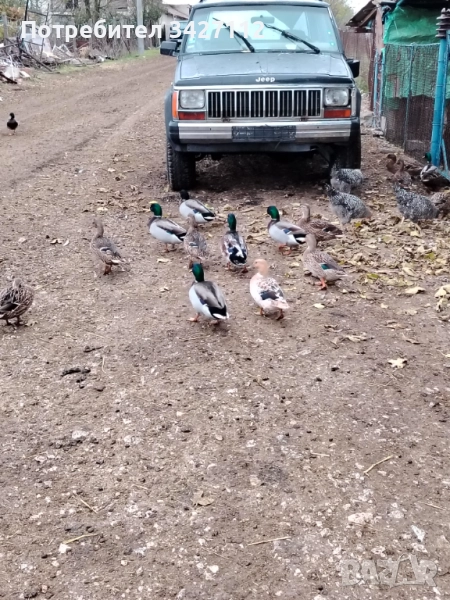 Патици мюрета, снимка 1