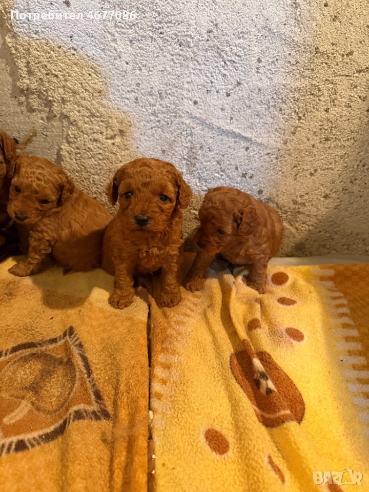 Той пуделй женски , снимка 1