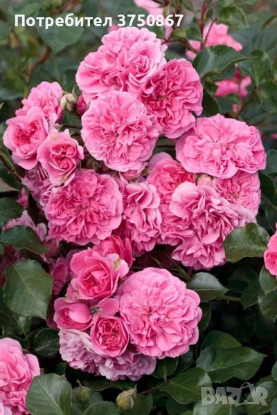 🌹 РОЗА 🌹 LES QUATRE SAISONS® Meifafio , снимка 1