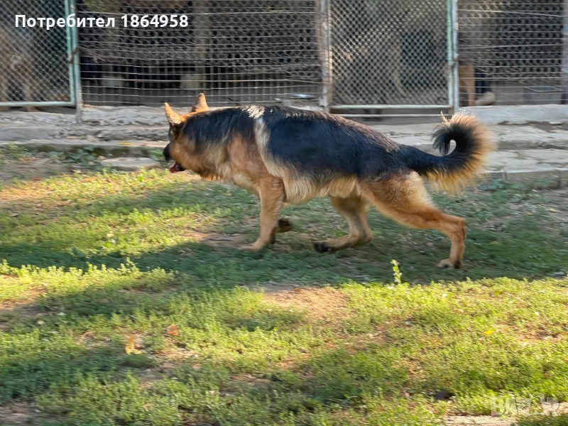 Немска Овчарка РАЗПЛОД, снимка 1