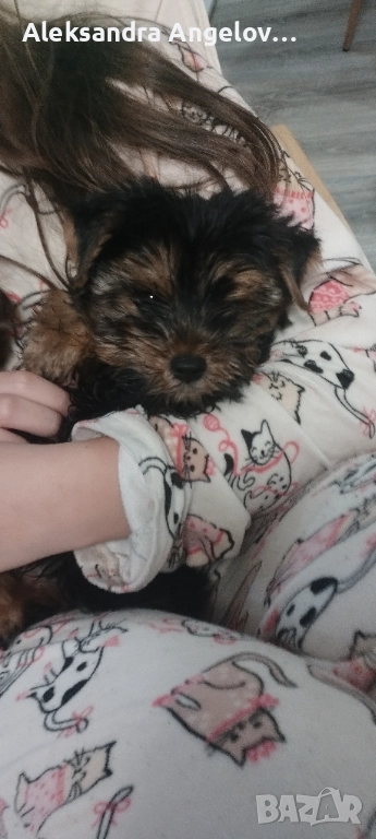 Мини Йорки  Роки, снимка 1