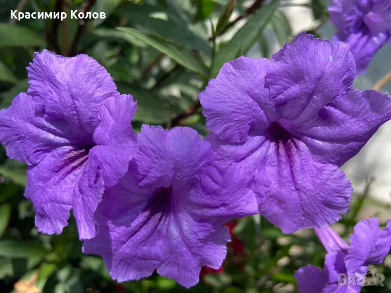 Руелия,Ruellia tuberosa,лилава и розова,цъфтящи,декоративни, снимка 1