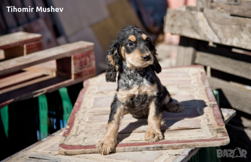  Кокерчета, снимка 1