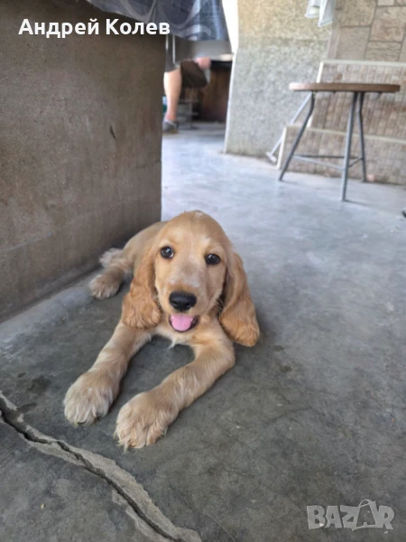 Кокер шпаньол, снимка 1