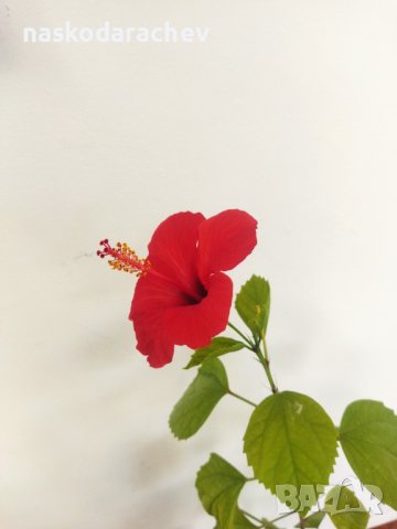 Китайски рози хибискус червена фуния, снимка 7 - Стайни растения - 38143414
