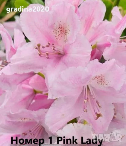 Рододендрон, снимка 2 - Градински цветя и растения - 40040589