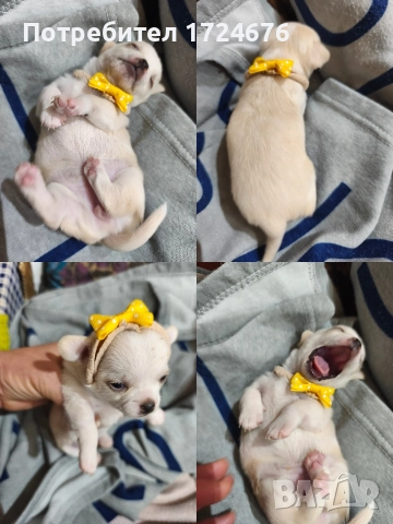 мини чихуахуа, снимка 5 - Чихуахуа - 52731439