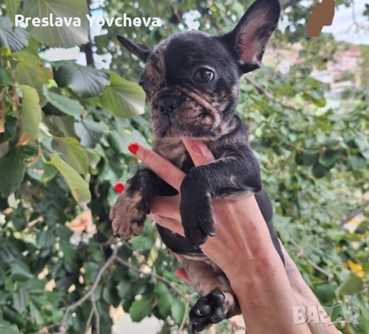 Бебета френски булдог , снимка 4 - Френски булдог - 51683733