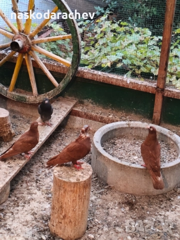 Гълъби на въртене - преметачи различни цветове, т.нар. поморийски ролери , снимка 16 - Гълъби - 52409994