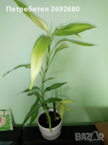 Бамбук 4бр. в бяла керамична саксия/80см.-височина, снимка 7 - Стайни растения - 51863865