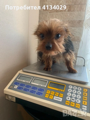 Две мини Йорки мъжки на 1 година и един стандартен мъжки