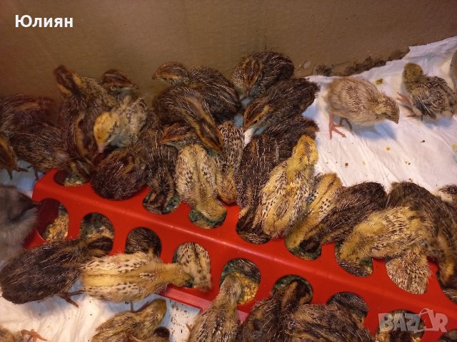 Пъдпъдъчи яйца и пъдпъдъци, снимка 5 - други­ - 43821849