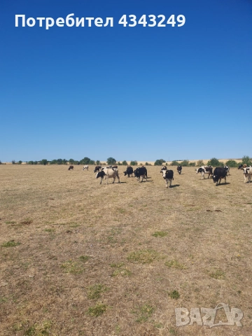 Продава 20 броя крави по избор, снимка 1