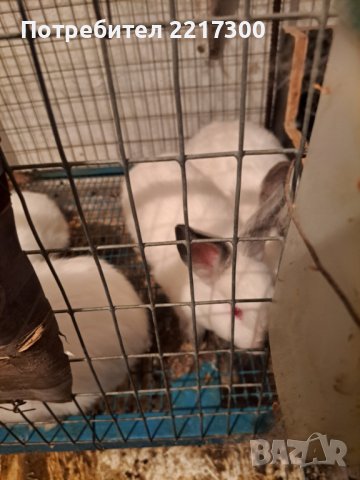 Продавам калифорнийски зайци, снимка 8 - Други животни - 38399540