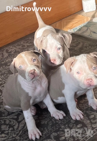 Продавам питбули, снимка 1