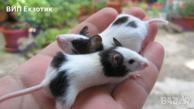 ПРОДАВА ХАМСТЕРИ И МИШКИ, снимка 3 - Други животни - 16738295