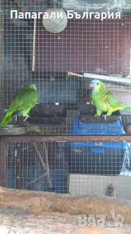 Двойка Синьочели Амазони