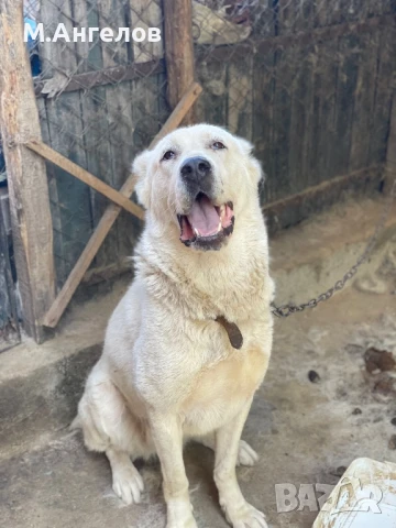 Женски Алабай, снимка 1