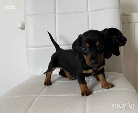 Дакел, снимка 2 - Дакели - 53223027