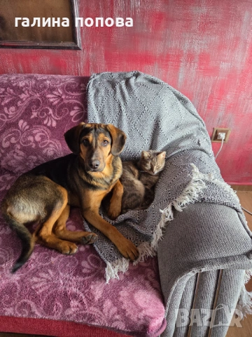 Търся стопани на кученца, снимка 8 - Други - 53074703