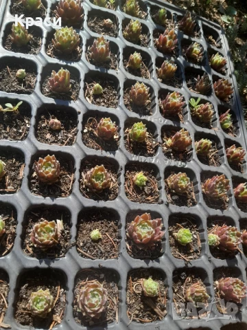 Расад  на седуми судоустойчиви различни видове., снимка 6 - Градински цветя и растения - 45583316