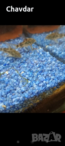 Коридорас палеатус , снимка 2 - Рибки - 53305675