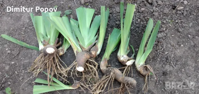 Перуника, Ирис , снимка 8 - Сортови семена и луковици - 40121789