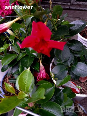 Дипладения розова червена бяла и жълта, снимка 8 - Градински цветя и растения - 40438084