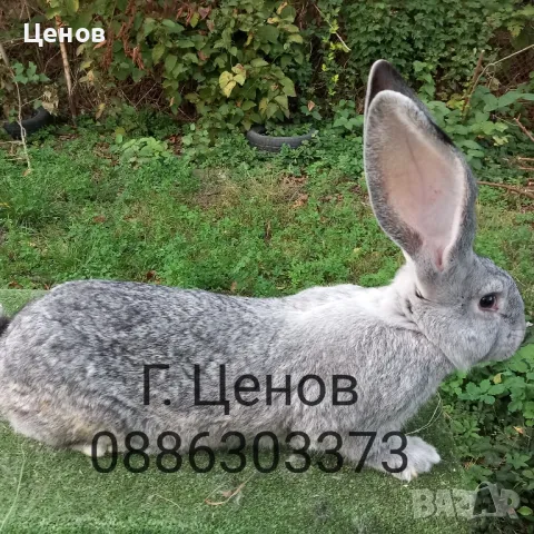 Продавам зайци великани, снимка 10 - Други - 49729000