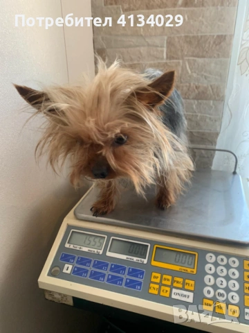 Супер мини Йорки мъжки 1,5 кг, снимка 7 - Йоркширски териер - 53228272