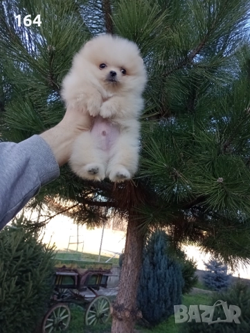 Мини момиченце. Померан., снимка 9 - Померан - 52932942