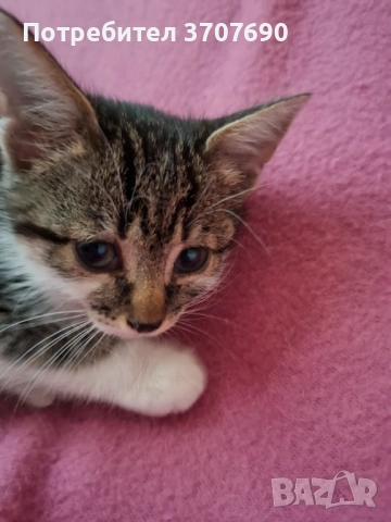Женско котенце на 2,5месеца търси дом, снимка 7 - Други - 52014989