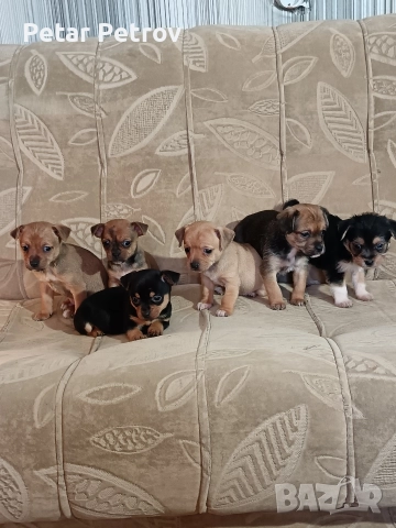 мини чиху пинчер , снимка 8 - Пинчер - 52813031