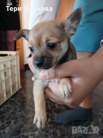 Момче и Момиче, снимка 2 - Пинчер - 53147117