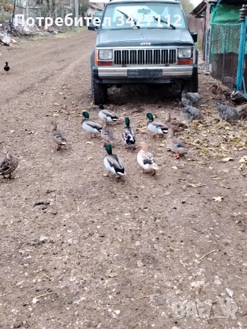 Патици мюрета