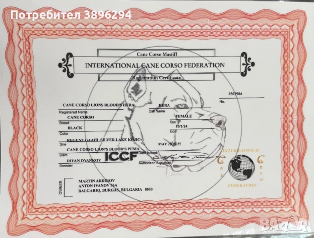 Уникални кученца кане корсо италяно,шоу клас чистокръвни., снимка 10 - Кане корсо - 52775457