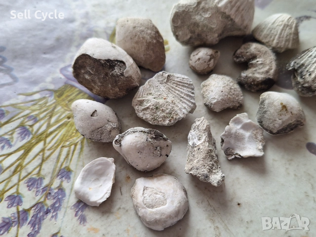 ✅ФОСИЛИ - МИДИ - ПРОВАДИЯ❗, снимка 2 - Колекции - 53432029