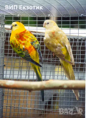 ПРОДАВА ПАПАГАЛИ , снимка 3 - Папагали - 16063451