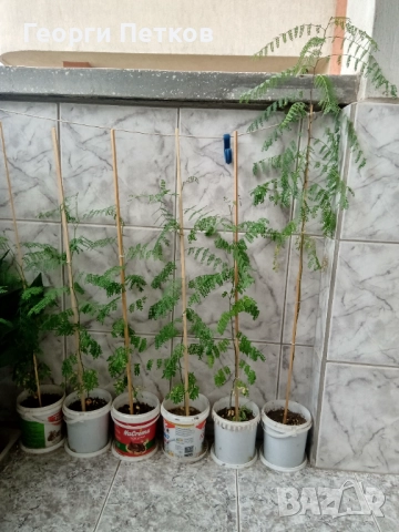 Цезалпиния - 80-90 см., снимка 3 - Градински цветя и растения - 51003163