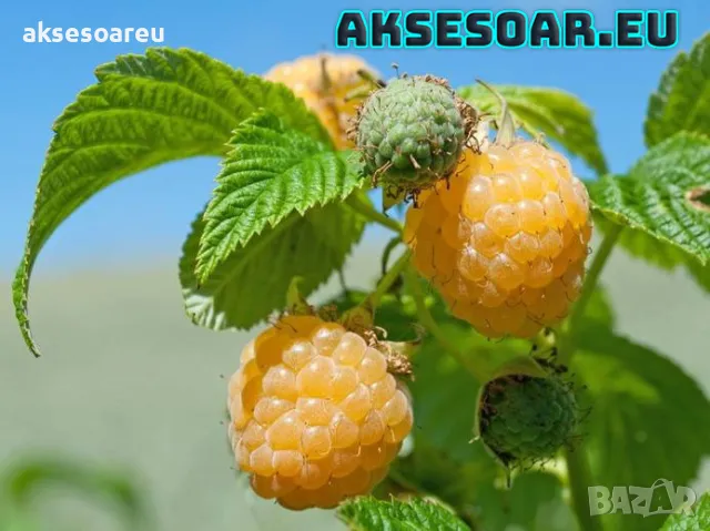 20 Семена от Британска Есенна Златна Малина Златни витаминозни Сладки Малини от Колумбия плодове, снимка 6 - Сортови семена и луковици - 50220808