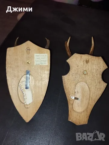 рога от сръндак, снимка 7 - Антикварни и старинни предмети - 48910974