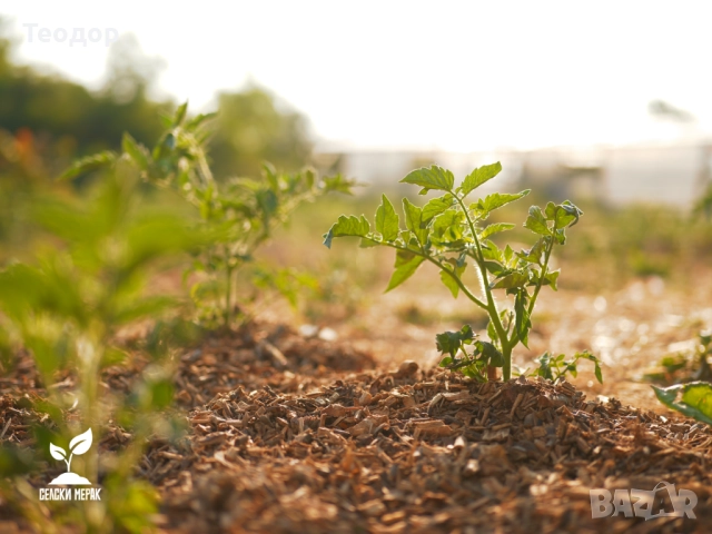 Широколистен чипс за градини, овошки и лехи – доставка с камион, снимка 2 - Тор и почвени смеси - 52252587