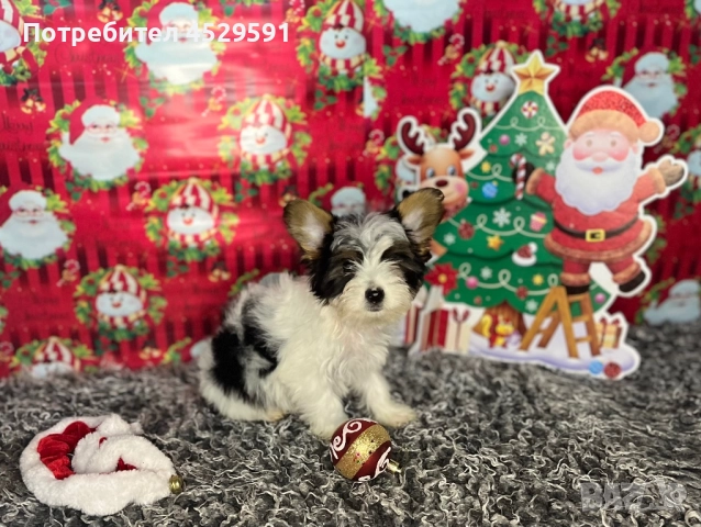 Бивер Бивър йорки йоркширски териер, снимка 6 - Йоркширски териер - 52369659