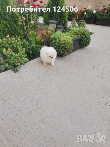 Померан, померанчета, мини померани, снимка 2 - Померан - 35048928